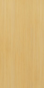 European White Elm